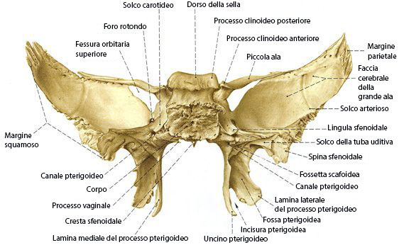 Osso sfenoide visto da dietro, con descrizione delle caratteristiche morfologiche.