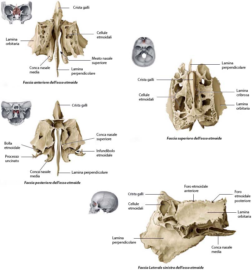 Faccia anteriore, faccia superiore, faccia posteriore e faccia laterale sinistra dell'etmoide, con indicazione delle peculiari caratteristiche morfologiche.