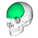 Osso frontale evidenziato nel cranio.